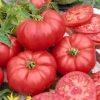 Томат Бельмонте Италия Pro 5шт