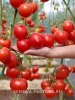 Томат ПРОЛЕТАРОЧКА F1 2-ной пак. 10шт