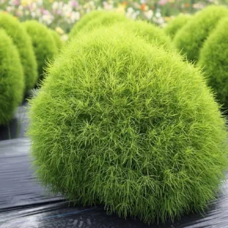 Кохия веничная Бернинг Буш Германия Pro 0,1г