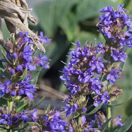 Иссоп Шира синий Германия Pro 0,4г