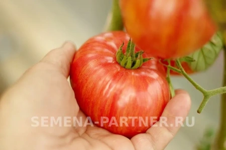 Томат ВИНТАЖ 2-ной пак. 10шт