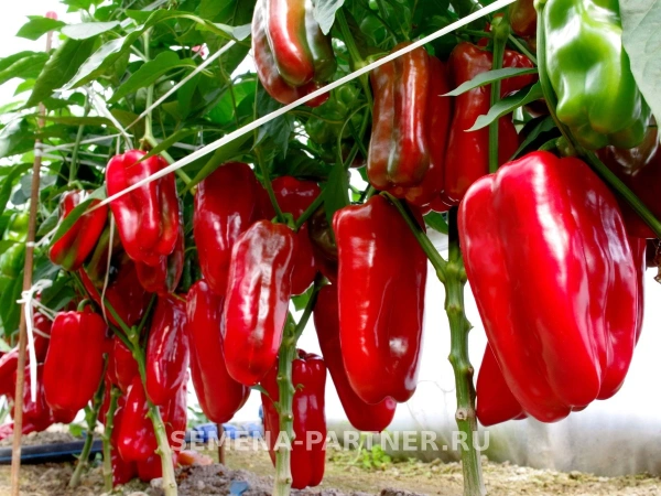 Перец сладкий КОМАНДИР F1 2-ной пак. 10шт (ожидается поступление в декабре)