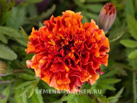 Бархатцы отклоненные СТРОБЕРРИ БЛОНД 2-ной пак. 10шт