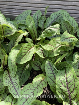 Щавель КРОВАВАЯ МЭРИ 0,2г Щавель КРОВАВАЯ МЭРИ 0,2г