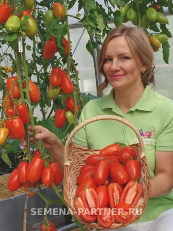 Томат ЖАРА F1 2-ной пак. 10шт