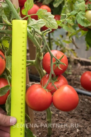 Томат ВЕРОЧКА F1 2-ной пак. 0,1г