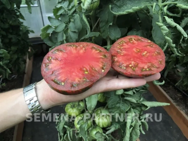 Томат ПОЛОСАТЫЙ ШОКОЛАД 2-ной пак. 5шт Томат ПОЛОСАТЫЙ ШОКОЛАД 2-ной пак. 5шт