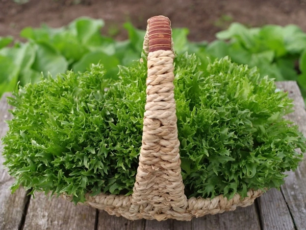 Салат листовой ФРИЛЛИС 15шт в амп