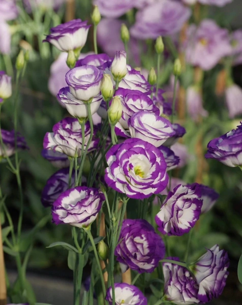 Эустома ПРИНЦЕССА КАРОЛИНА F1 голубая пикоти 5шт в амп