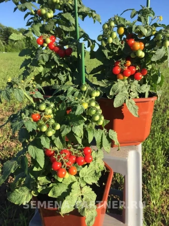 Томат черри КАМЕННЫЙ ЦВЕТОК 2-ной пак. 5шт