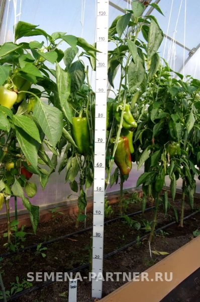 Перец сладкий ЛАМУЙО F1 2-ной пак. 5шт