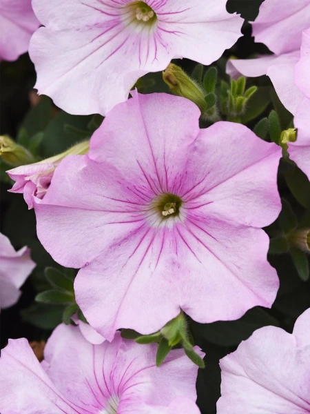 Петуния ИЗИ ВЭЙВ РОЗОВЫЙ ЖЕМЧУГ F1 5шт в амп