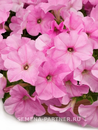 Петуния «Зацветёт SHORT» ПИНКИ МИЛКИ F1 5шт в амп