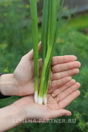 Лук батун ПЕРФОРМЕР 1г