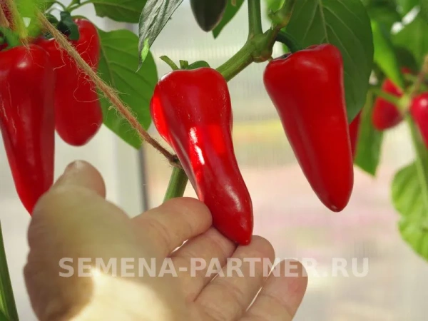 Перец сладкий НИККИ F1 2-ной пак. 5шт Перец сладкий НИККИ F1 2-ной пак. 5шт
