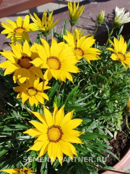 Гацания (Газания) МАЙАМИ БИЧ МИКС F1 5шт в амп