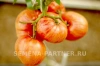 Томат ВИНТАЖ 2-ной пак. 10шт