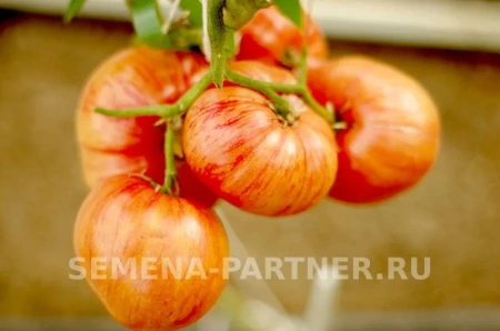 Томат ВИНТАЖ 2-ной пак. 10шт