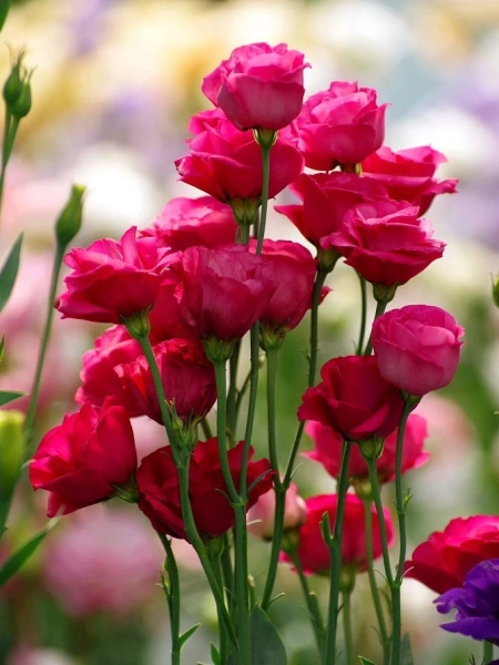 Эустома ПРИНЦЕССА ЛУИЗА F1 красная 5шт в амп