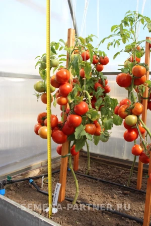 Томат МАДАМ ПОМПАДУР F1 2-ной пак. 10шт