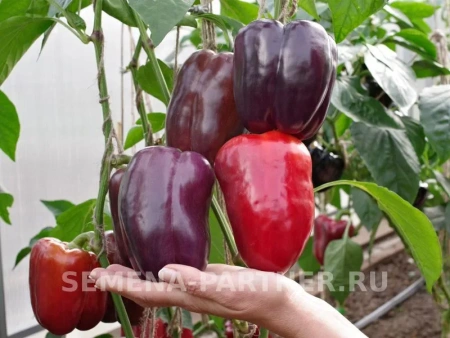 Перец сладкий ТЕКИЛА F1 2-ной пак. 5шт