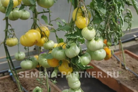 Томат ПРЕЛЕСТЬ РОУЗЫ 2-ной пак. 10шт