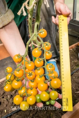 Томат ЧЕРРИ КРАСКИ F1 2-ной пак. 5шт