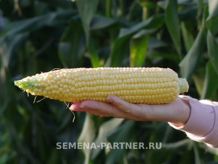 Кукуруза САММЕР СВИТ F1 3г