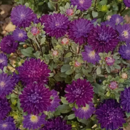 Астра китайская Трубадур Перпл Блэк Германия Pro 5шт