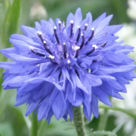 Василек синий Болл Блю Германия Pro 0,5г