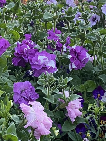 Петуния махровая срезочная АЛЛЕГРА F1 5шт в амп