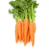 Морковь Вита Лонга Нидерланды Pro 1г