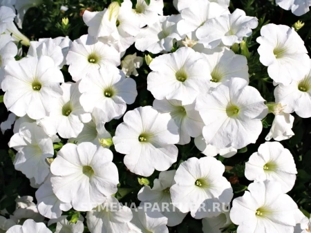 Петуния «Зацветёт LONG» АЙС КВИН F1 5шт в амп (ожидается поступление в декабре)