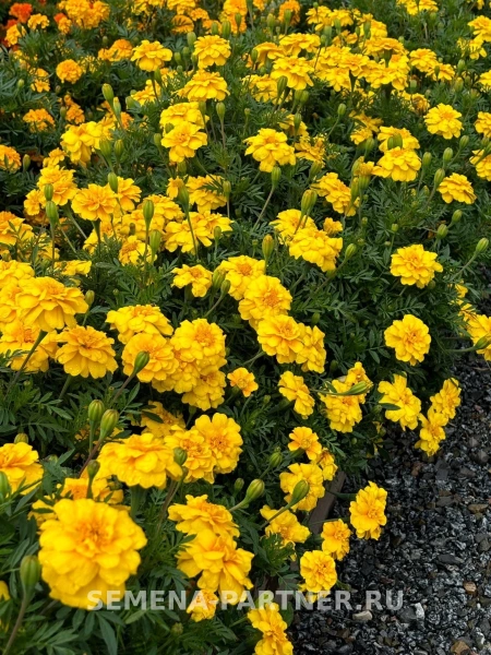 Бархатцы отклоненные ОДРИ ЕЛЛОУ 2-ной пак. 10шт