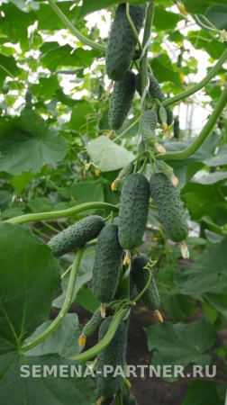 Огурец ТРЮКАЧ F1 2-ной пак. 5шт