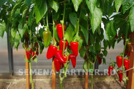 Перец сладкий ФЬЮДЖИ 2-ной пакет 10шт