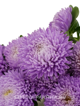 Астра китайская ЛЕБЕДИНАЯ ВЕРНОСТЬ 5шт в амп