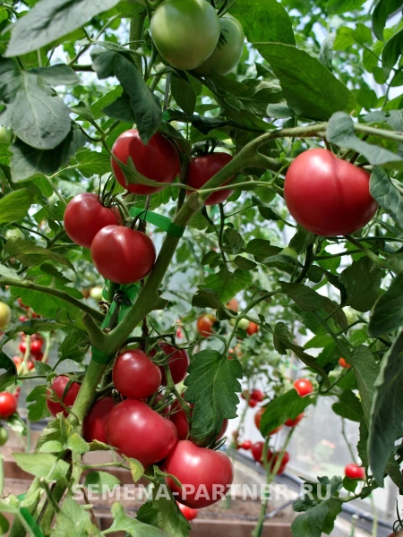 Томат ГАЛАКТИКА F1 2-ной пак. 10шт (ожидается поступление в декабре)