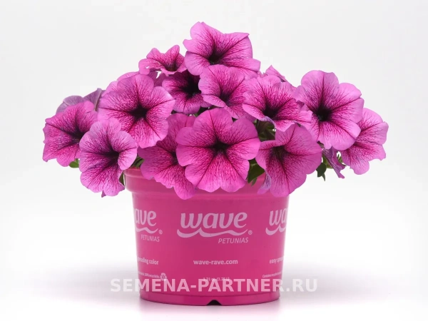 Петуния ИЗИ ВЭЙВ ПЛУМ ВАЙН F1 5шт в амп (ожидается поступление в декабре)