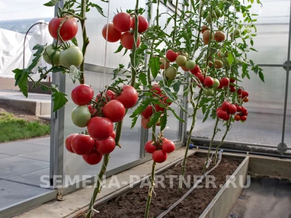 Томат РЕСПЕКТ F1 2-ной пак. 10шт (ожидается поступление в декабре)