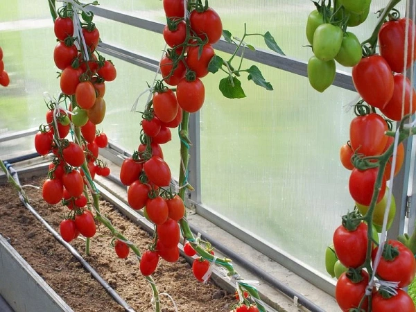 Томат МИЛЛЕНИУМ F1 2-ной пак. 10шт