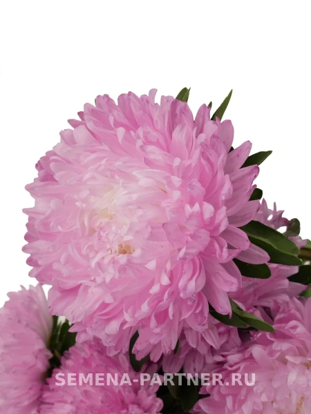 Астра китайская ПЕРВОЕ СВИДАНИЕ 5шт в амп