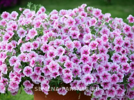 Петуния «Зацветёт LONG» РАЗЛИ ДАЗЛИ F1 5шт в амп