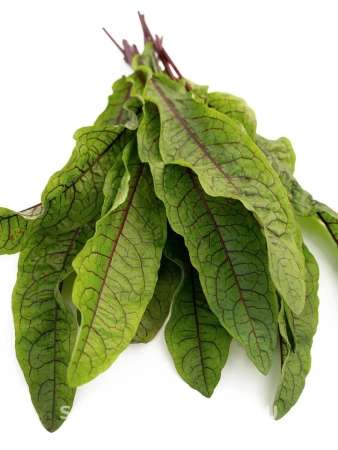 Щавель КРОВАВАЯ МЭРИ 0,2г Щавель КРОВАВАЯ МЭРИ 0,2г