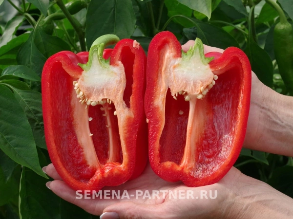 Перец сладкий ГУБЕРНАТОР F1 2-ной пак. 10шт (ожидается поступление в декабре)