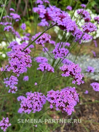 Вербена бонарская СИЛЬВИЯ фон ГАРДЕН 10шт в амп