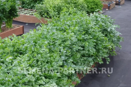 Сельдерей листовой НЕЖНЫЙ 0,3г