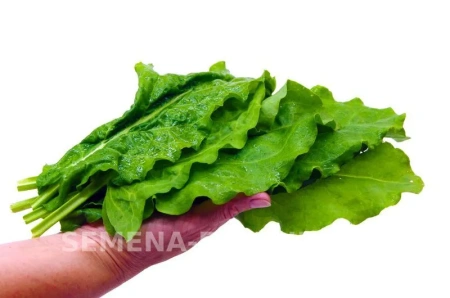 Щавель ШИРОКОЛИСТНЫЙ 1г Щавель ШИРОКОЛИСТНЫЙ 1г