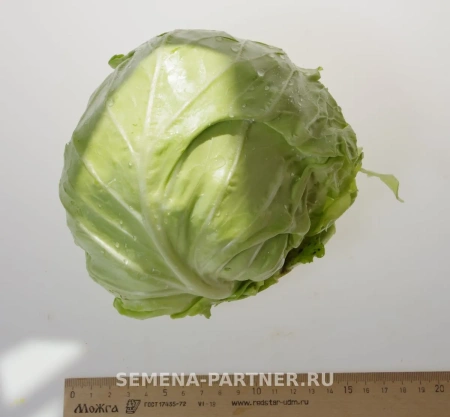 Капуста б/к НАСТЯ F1 0,2г