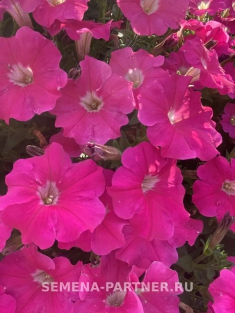 Петуния серия «Итальянка» РОЗАБЕЛЛА F1 5шт в амп
